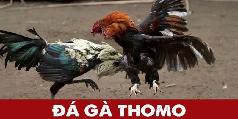 Đá Gà Thomo - Loại Hình Giải Trí Được Ưa Chuộng Nhất Châu Á